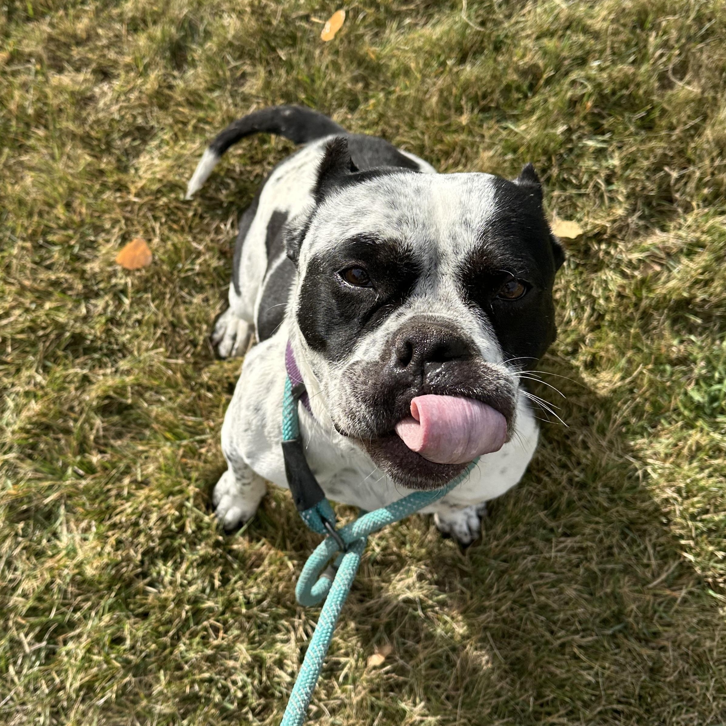 Brooksy, a Adoptable American Bully in Redmond, OR image 4/5