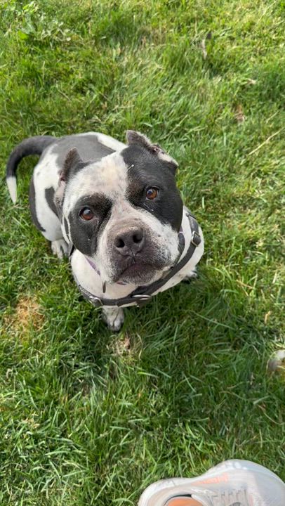 Enlarge Brooksy, a Adoptable American Bully in Redmond, OR video 5/5