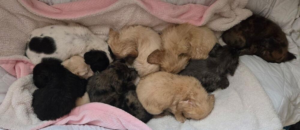 Daweses / Beluga "Lou", Adopted, Puppy Male Australian Shepherd & Golden Retriever.