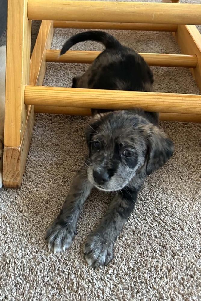 Daweses / Beluga "Lou", a Adopted mixed breed in Broomfield, CO image 2/5