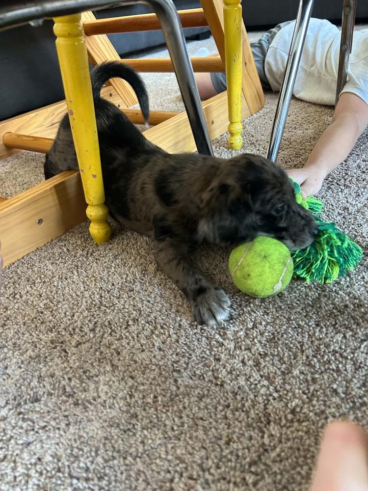 Daweses / Beluga "Lou", a Adopted mixed breed in Broomfield, CO image 4/5