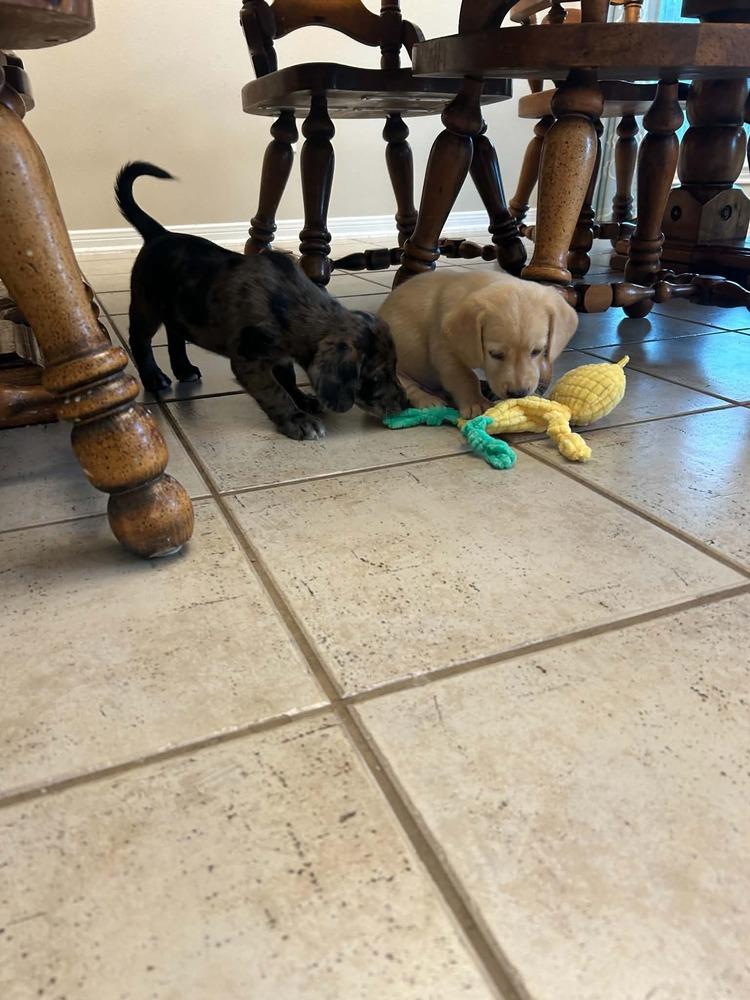 Daweses / Beluga "Lou", a Adopted mixed breed in Broomfield, CO image 5/5
