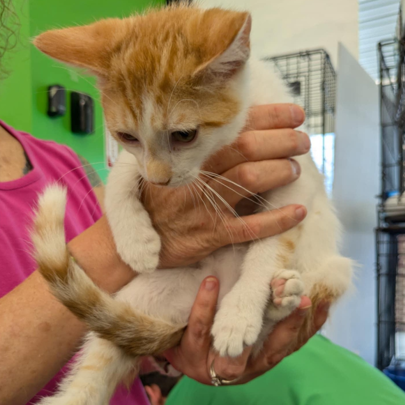 Oscar, Adoptable, Kitten Male Domestic Short Hair.