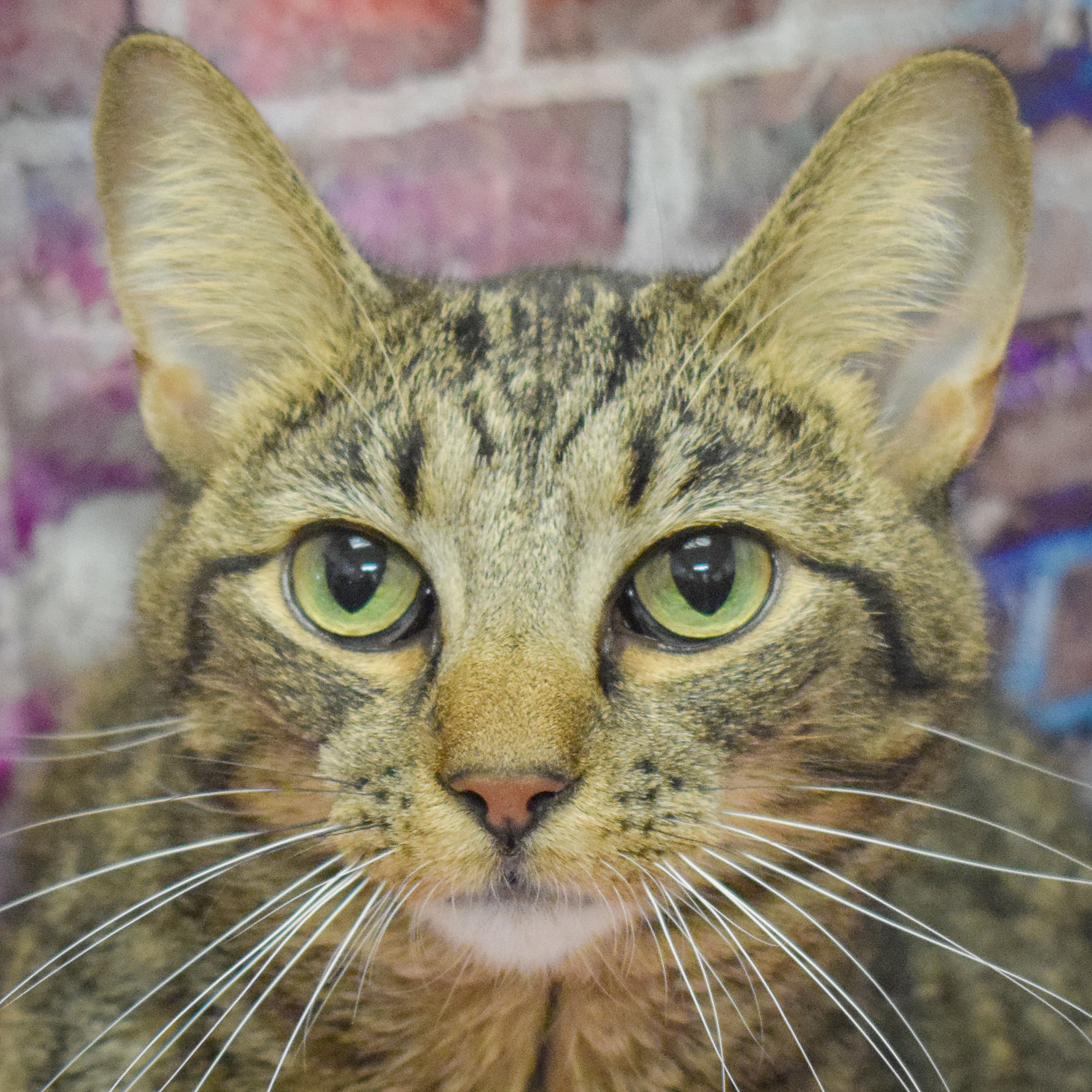 Enlarge Willow, a Adoptable mixed breed in Huntley, IL image 1/3