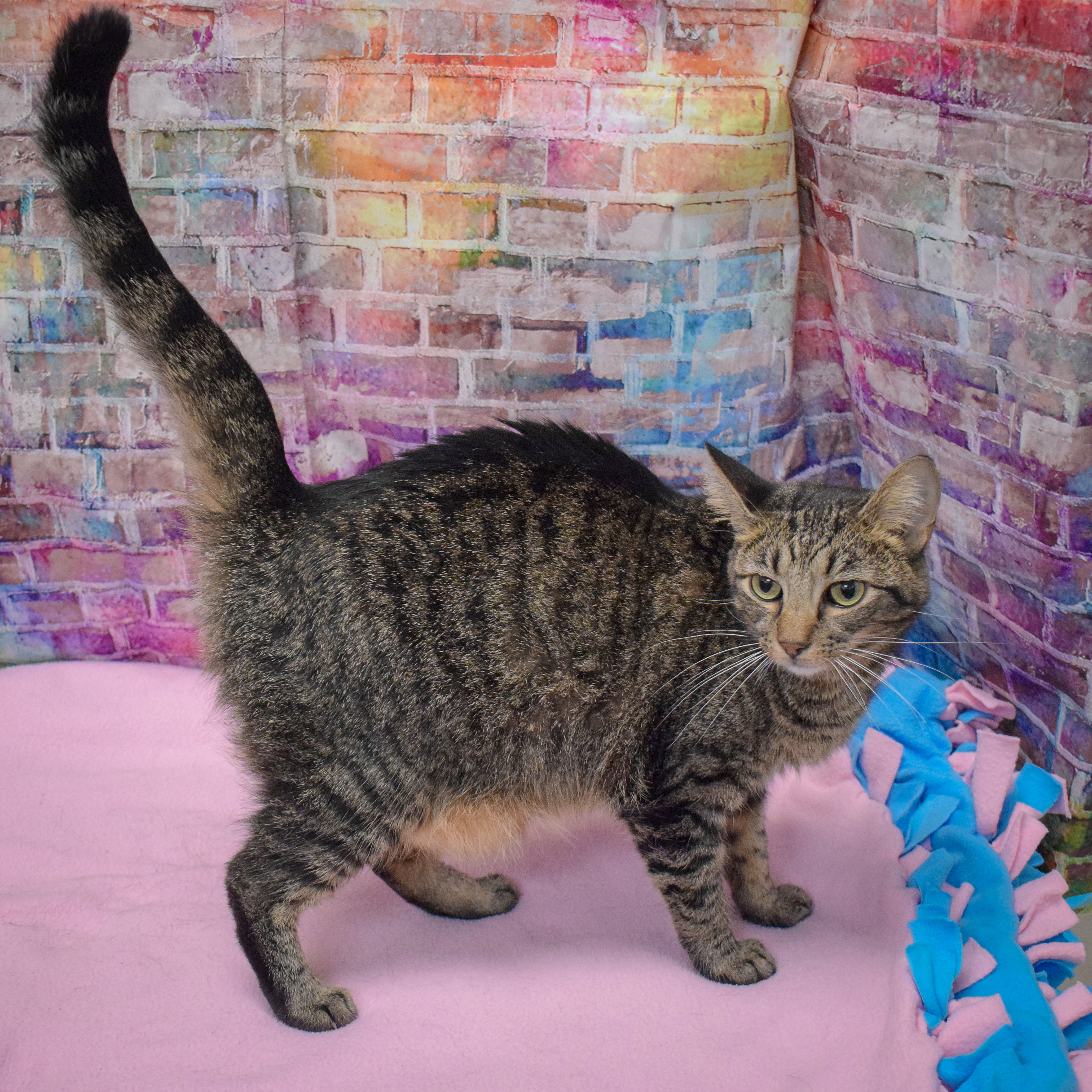 Enlarge Willow, a Adoptable mixed breed in Huntley, IL image 3/3