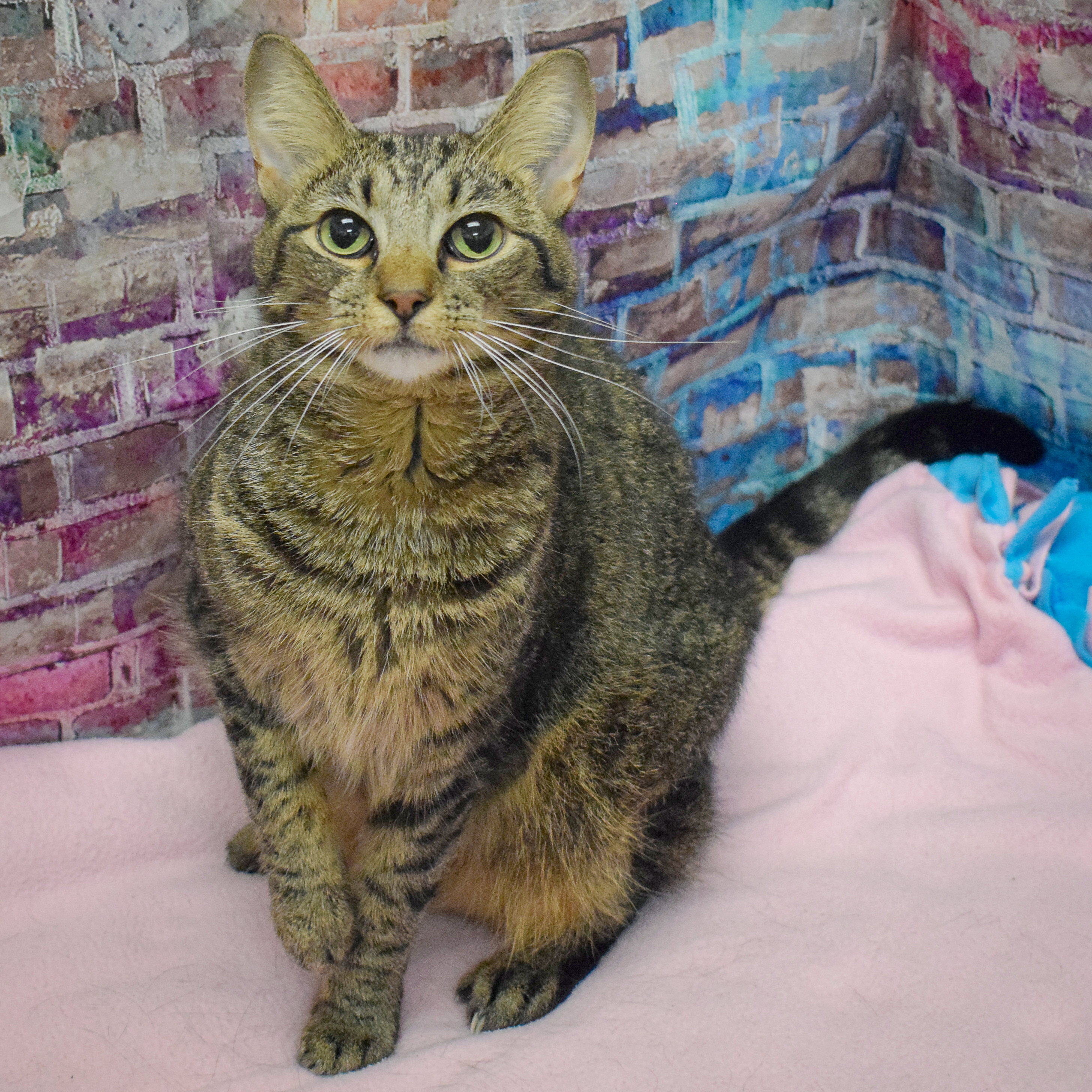 Enlarge Willow, a Adoptable mixed breed in Huntley, IL image 2/3