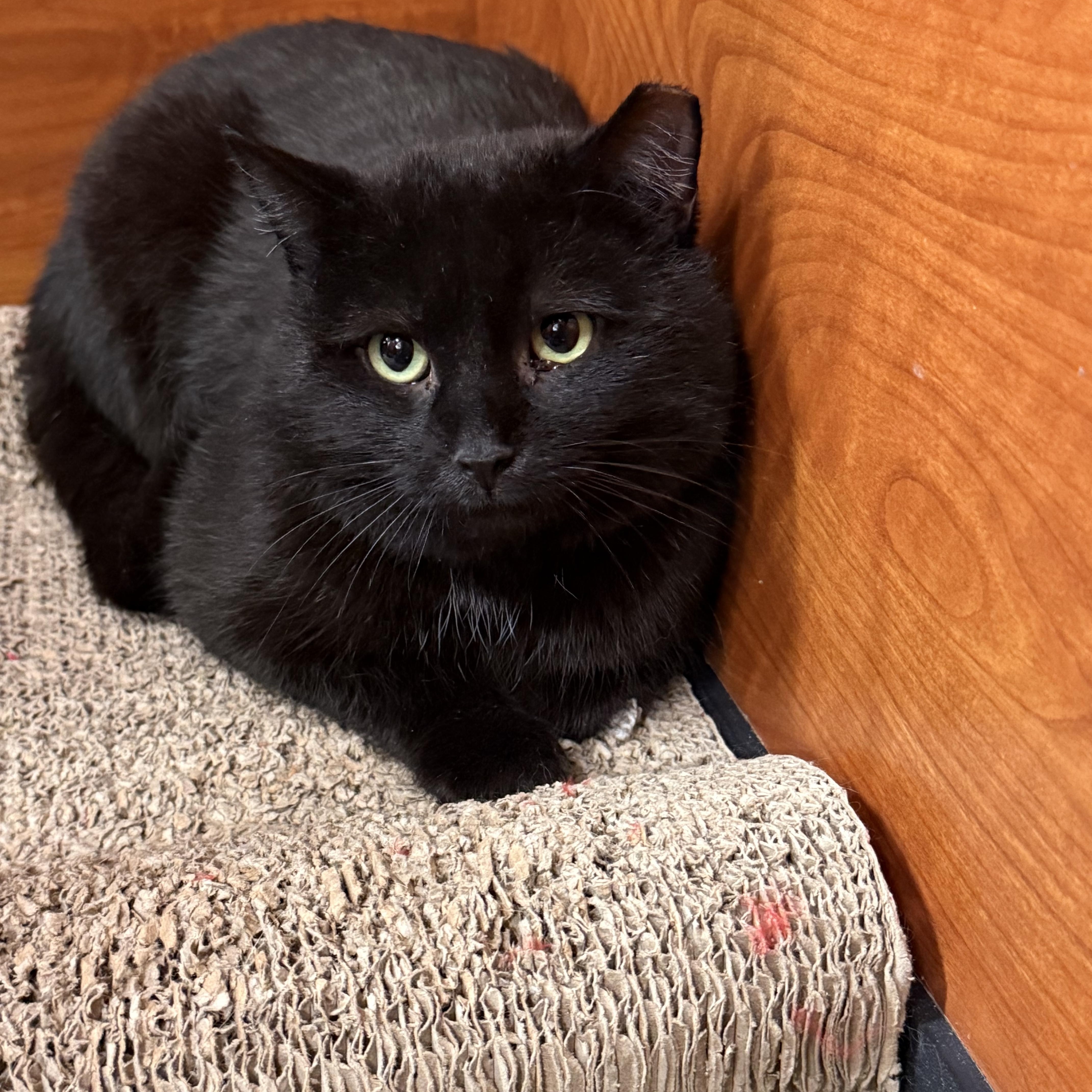 Enlarge Stuart , a ADOPTABLE Domestic Short Hair in Old Bridge, NJ image 1/2
