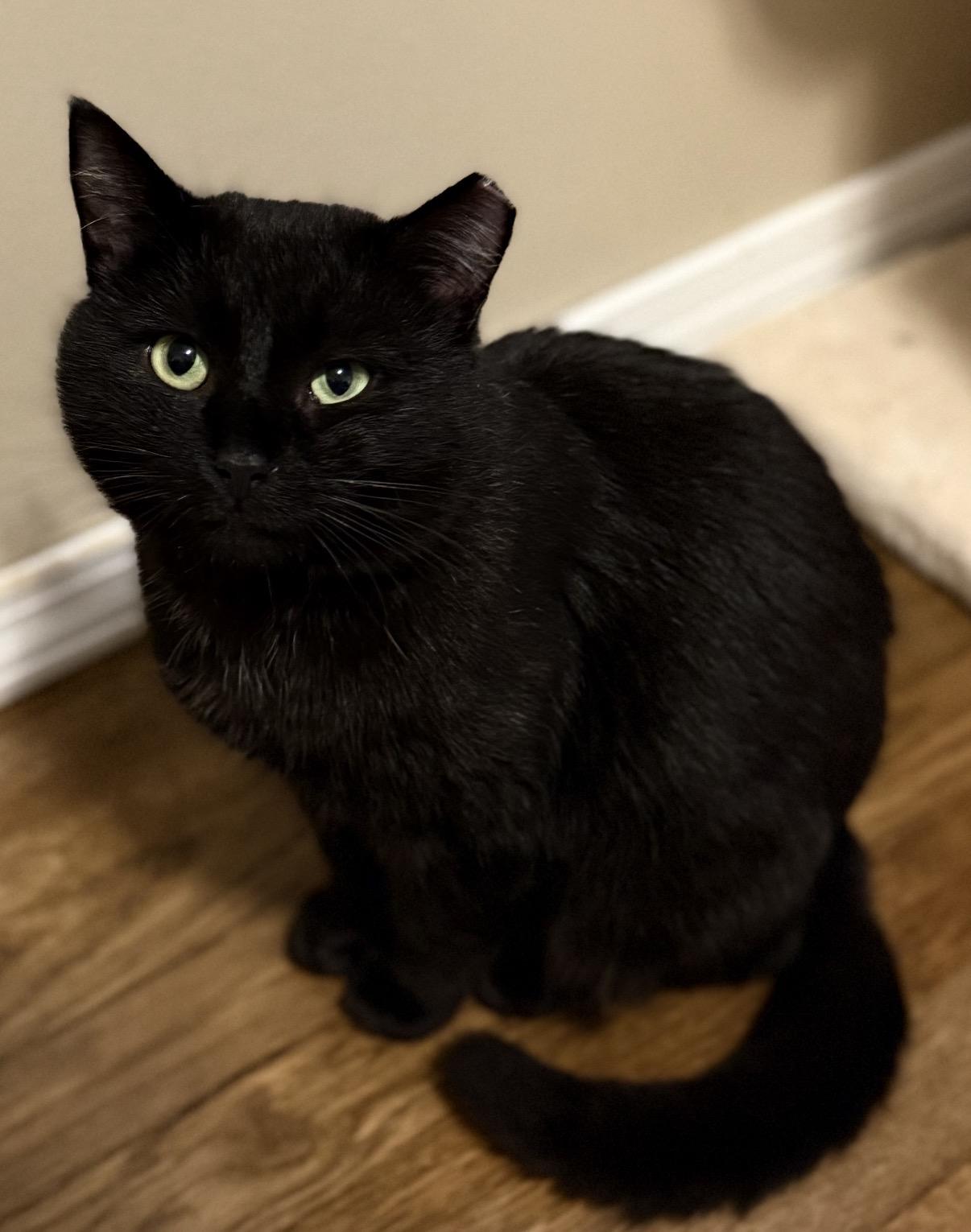 Enlarge Stuart , a ADOPTABLE Domestic Short Hair in Old Bridge, NJ image 2/2