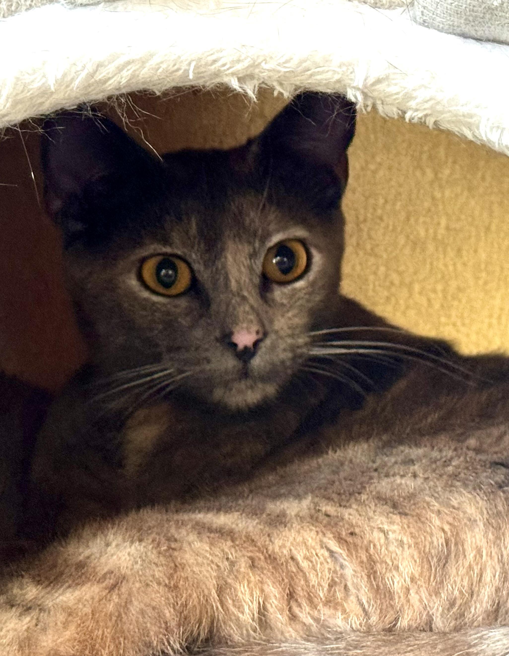 Maddie, a Adoptable mixed breed in San Jose, CA image 1/2