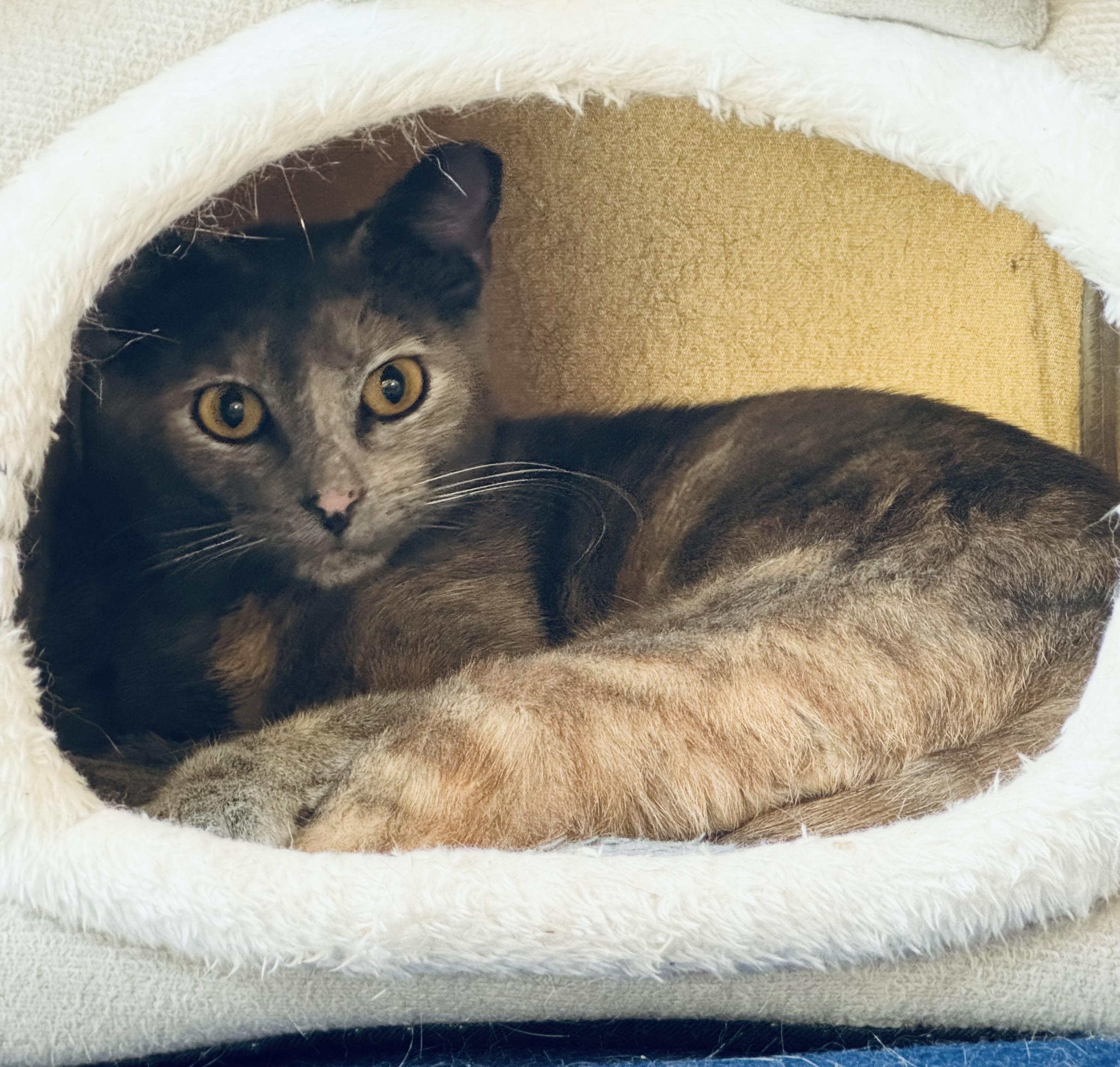 Maddie, a Adoptable mixed breed in San Jose, CA image 2/2