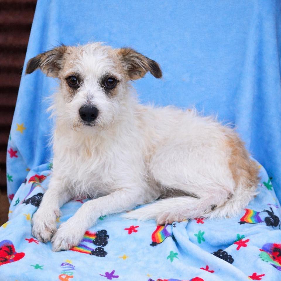Enlarge Nugget, a Adoptable Terrier in Tucson, AZ image 1/1