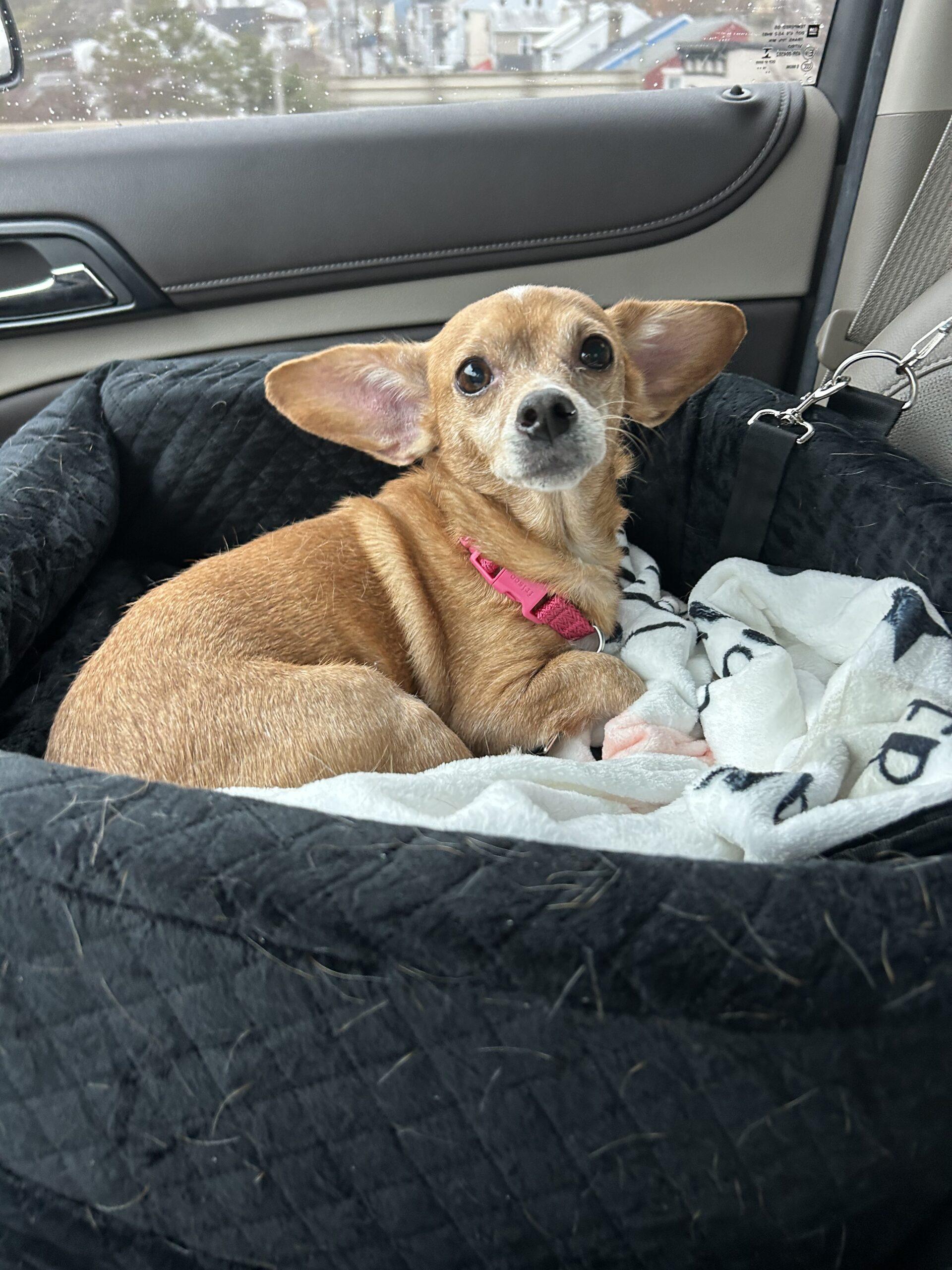 Enlarge Dolly, a Adoptable mixed breed in Covington, KY image 1/2