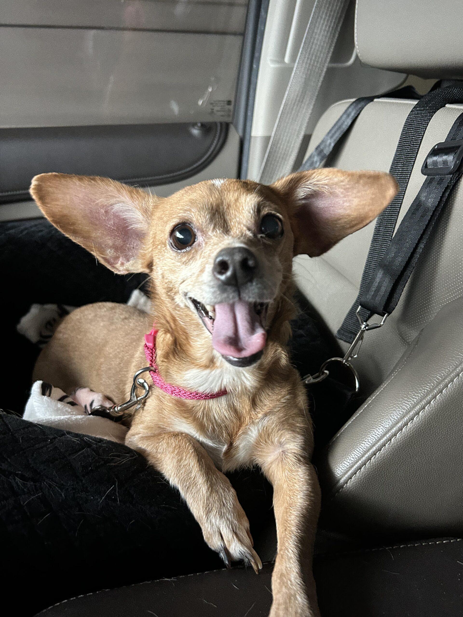 Enlarge Dolly, a Adoptable mixed breed in Covington, KY image 2/2