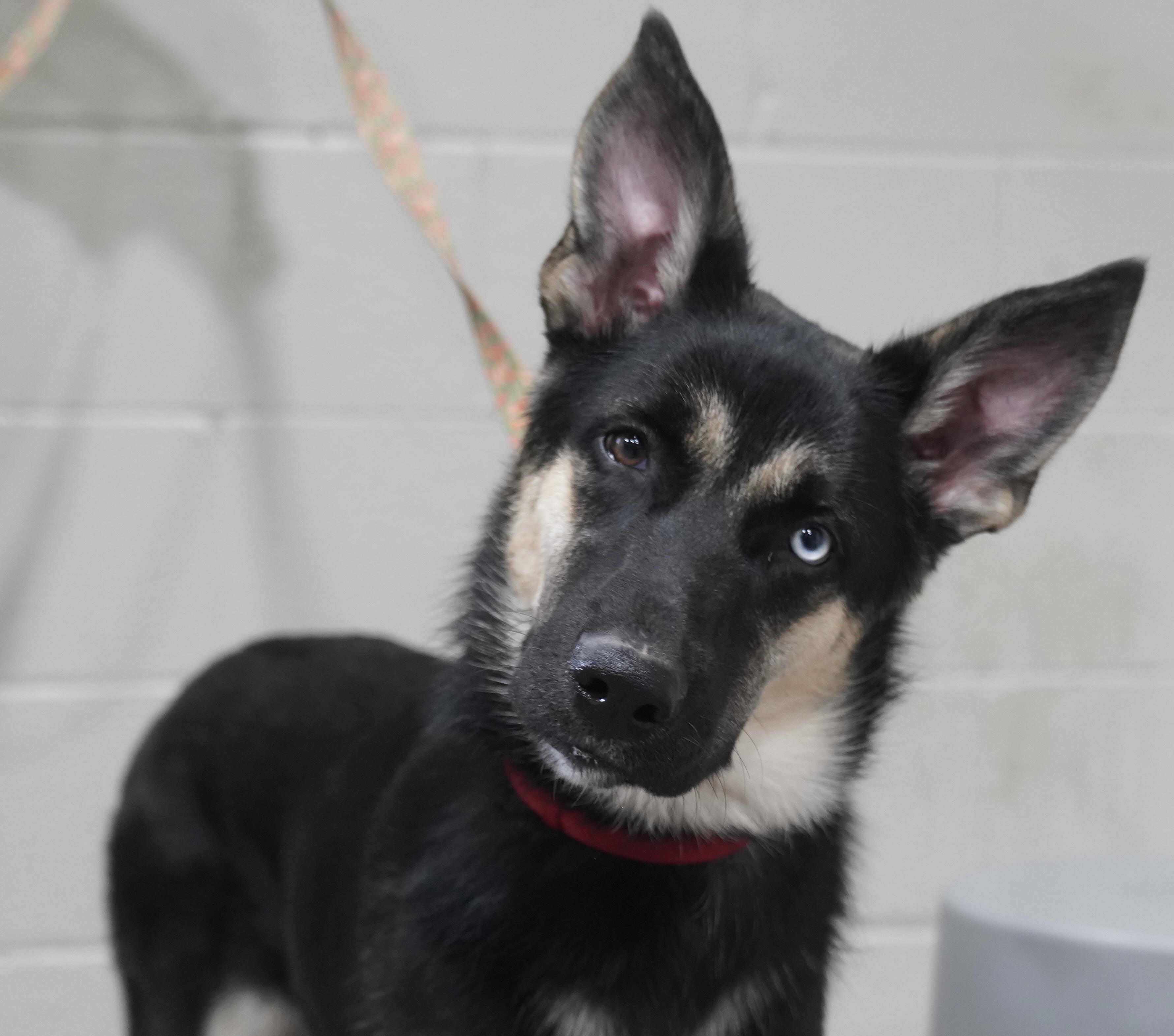 Enlarge Emma , a ADOPTABLE German Shepherd Dog in Pottsville, PA image 1/5