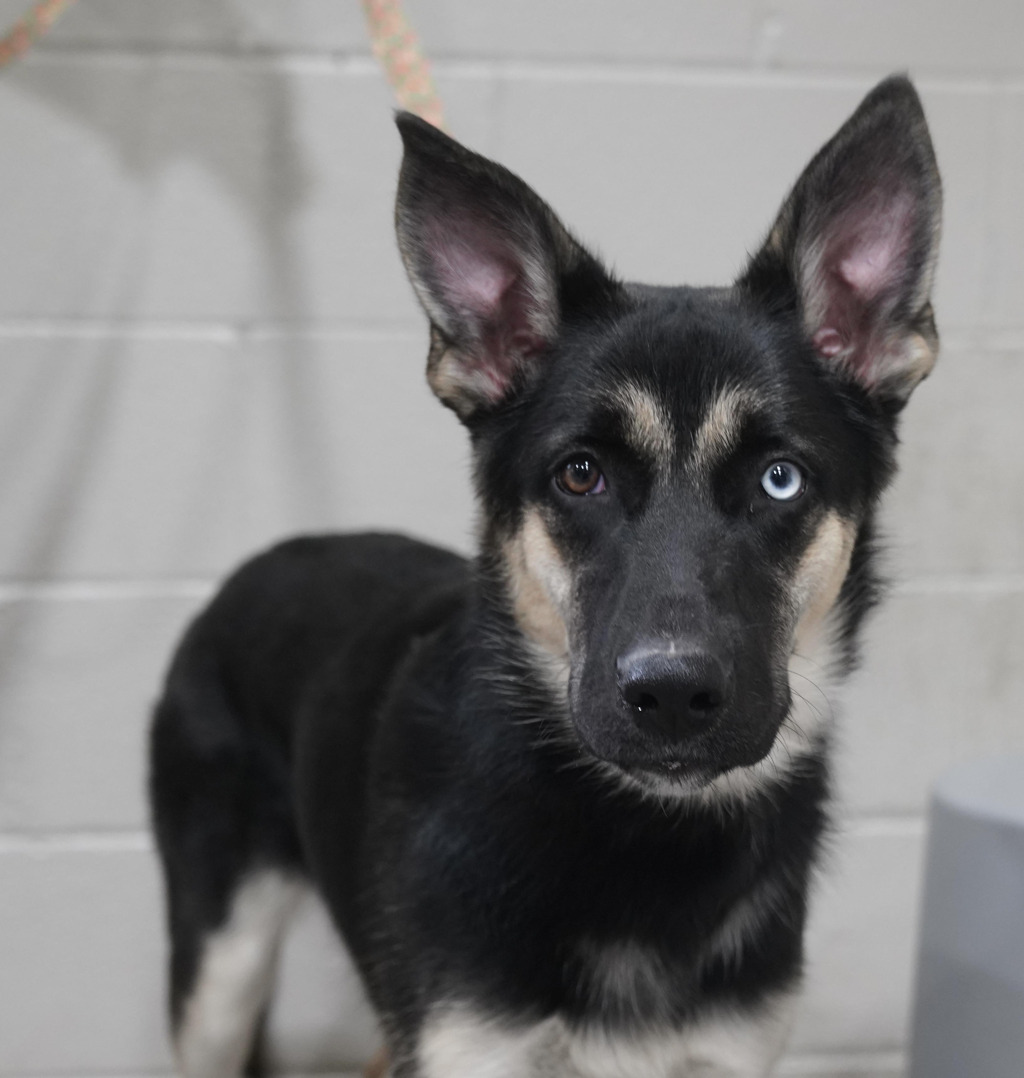 Enlarge Emma , a ADOPTABLE German Shepherd Dog in Pottsville, PA image 3/5