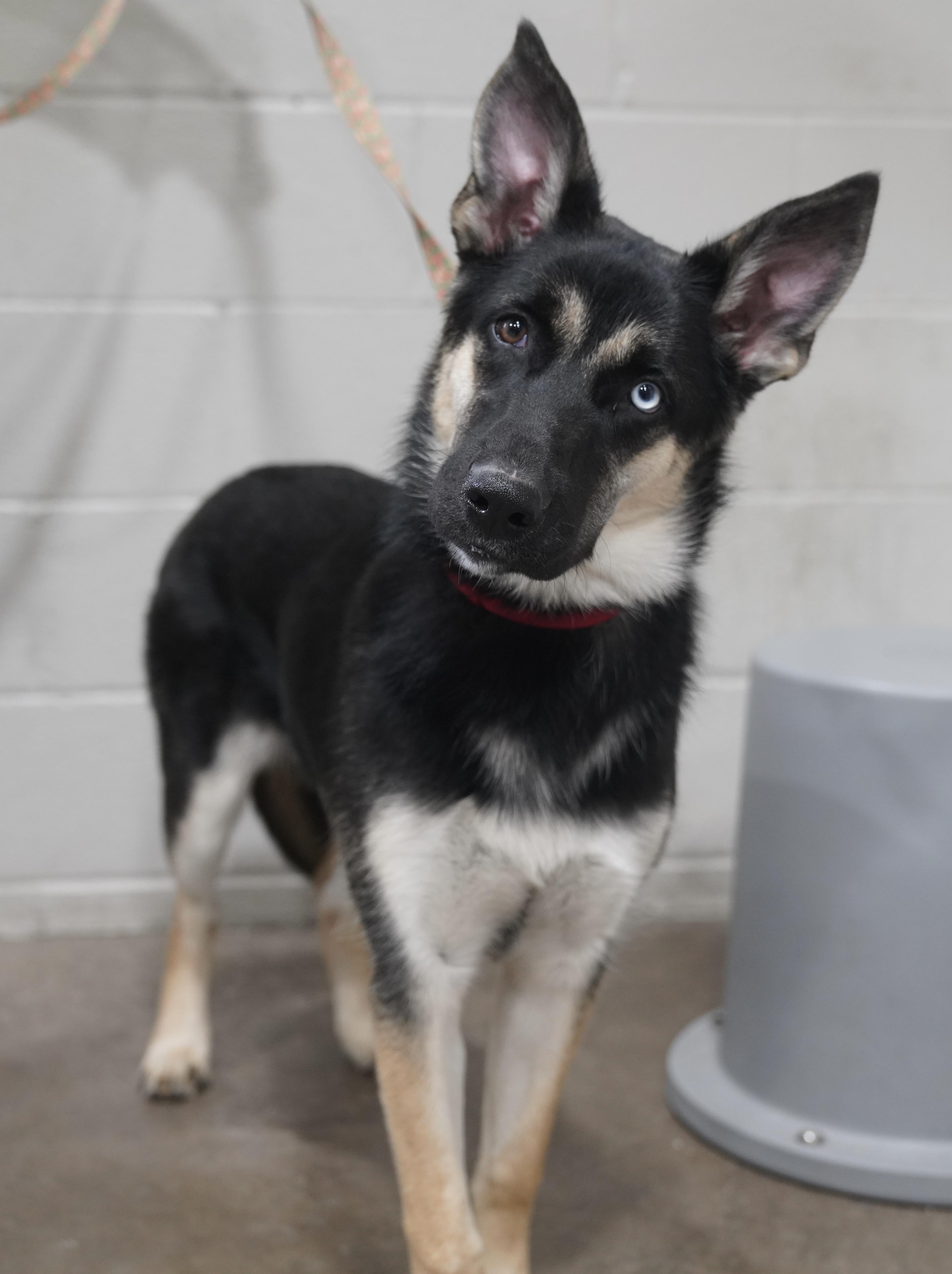 Enlarge Emma , a ADOPTABLE German Shepherd Dog in Pottsville, PA image 5/5