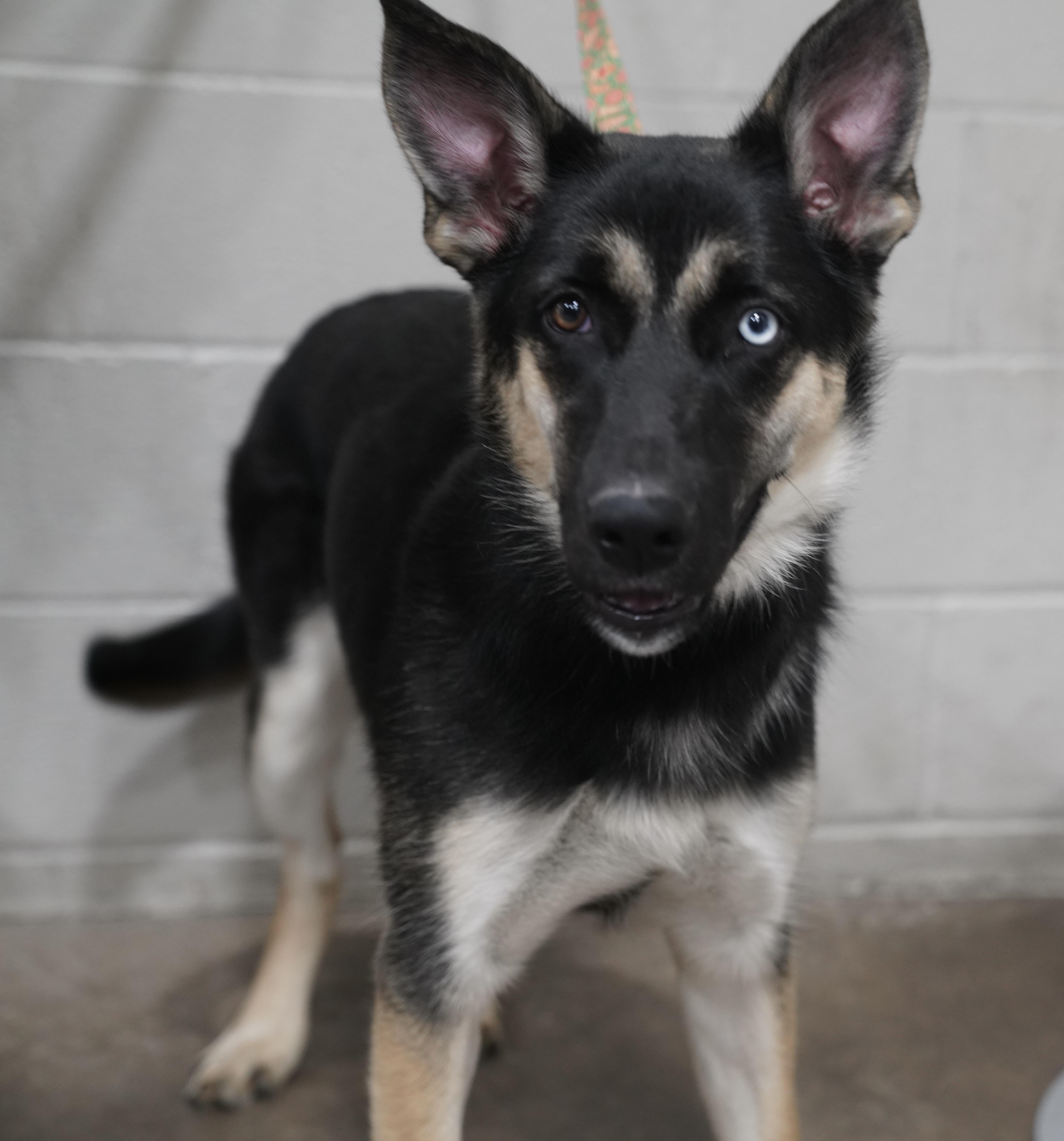 Enlarge Emma , a ADOPTABLE German Shepherd Dog in Pottsville, PA image 4/5