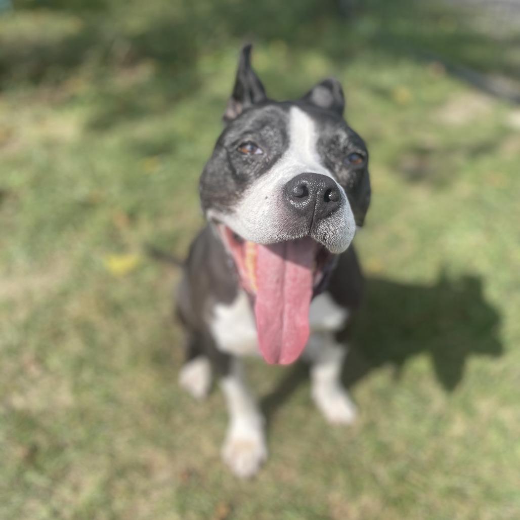 Girlfriend, Adoptable, Senior Female Mixed Breed.