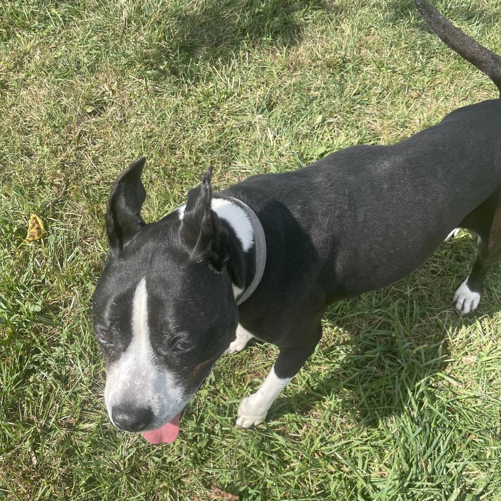 Girlfriend, a Adoptable Mixed Breed in Rossville, GA image 3/6