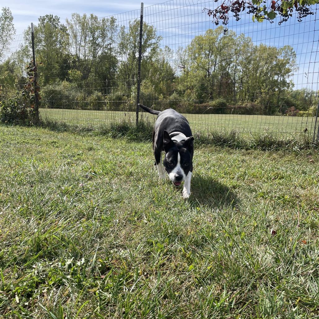 Girlfriend, a Adoptable Mixed Breed in Rossville, GA image 4/6