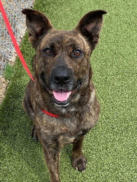 ABBY, Adoptable, Adult Female Pit Bull Terrier & German Shepherd Dog.