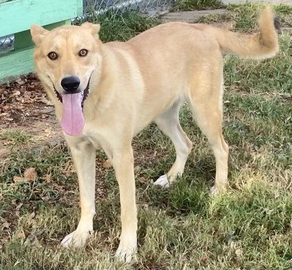 Enlarge Rhina, a ADOPTABLE Shepherd in Glasgow, KY image 2/2