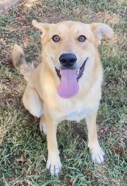 Rhina, ADOPTABLE, Young Female Shepherd.