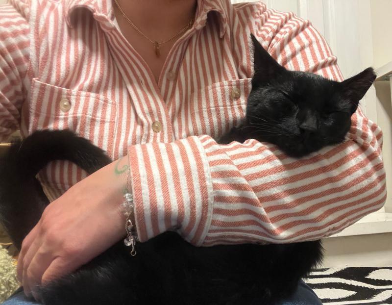 Enlarge Luke, a Adoptable Domestic Short Hair in Sunnyvale, CA image 2/2