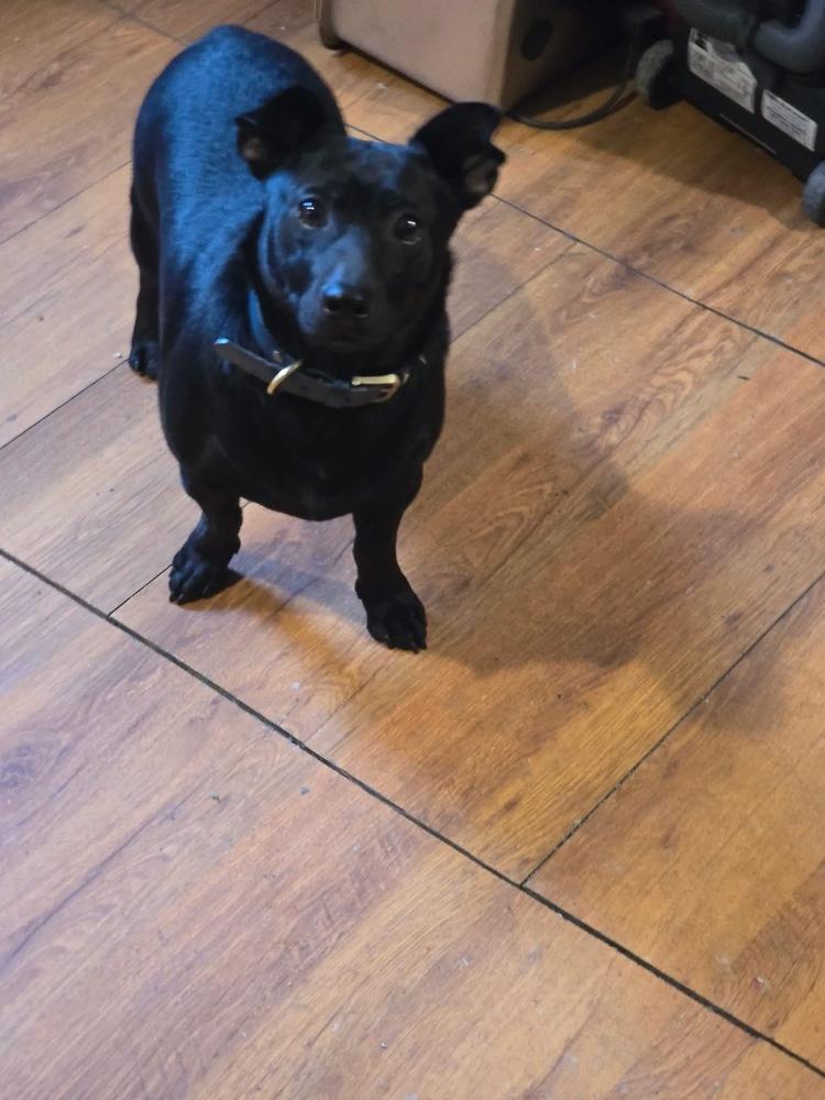 Starsky, Adoptable, Young Male Chihuahua & Terrier.