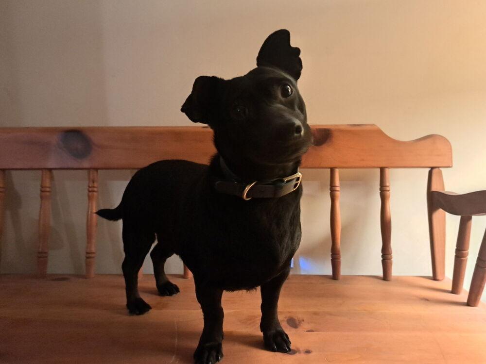 Starsky, a Adoptable mixed breed in Scranton, PA image 2/2