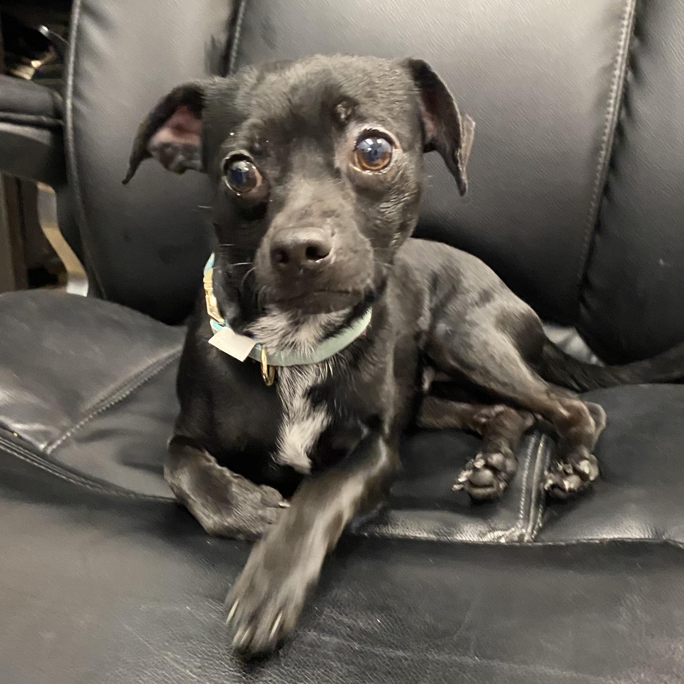 Dutton, a Adoptable mixed breed in Latrobe, PA image 1/6
