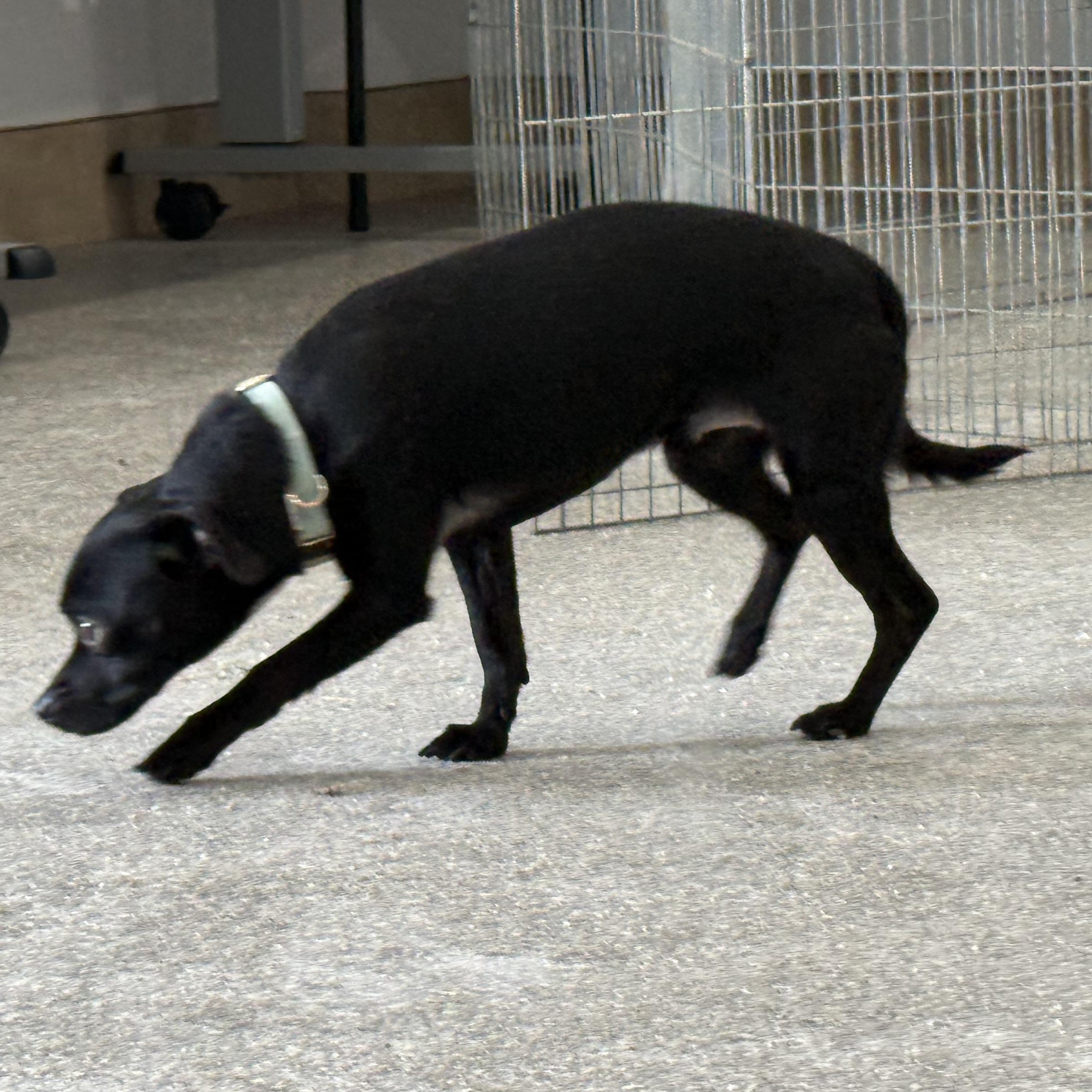 Dutton, a Adoptable mixed breed in Latrobe, PA image 4/6