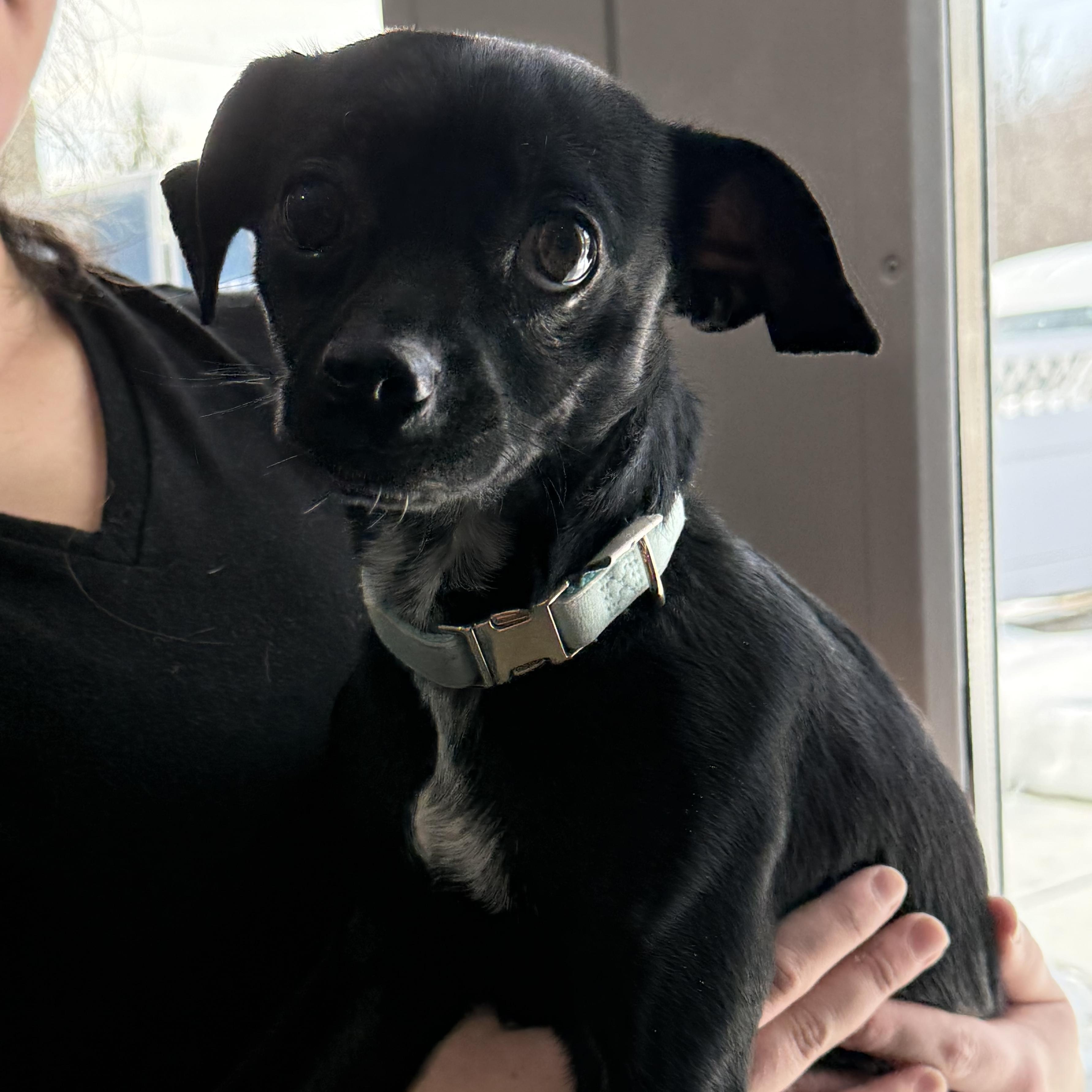 Dutton, a Adoptable mixed breed in Latrobe, PA image 3/6