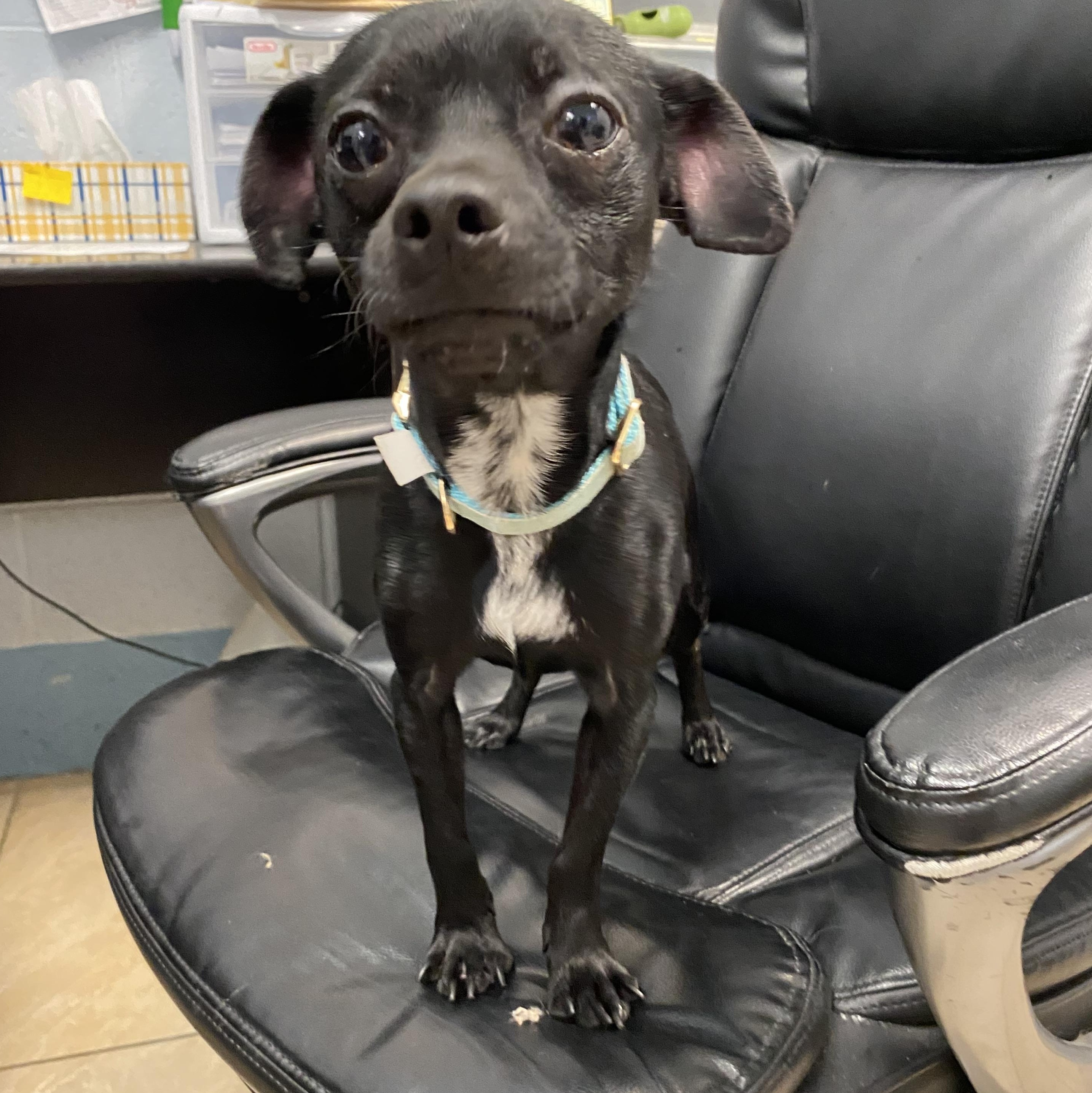 Dutton, a Adoptable mixed breed in Latrobe, PA image 5/6