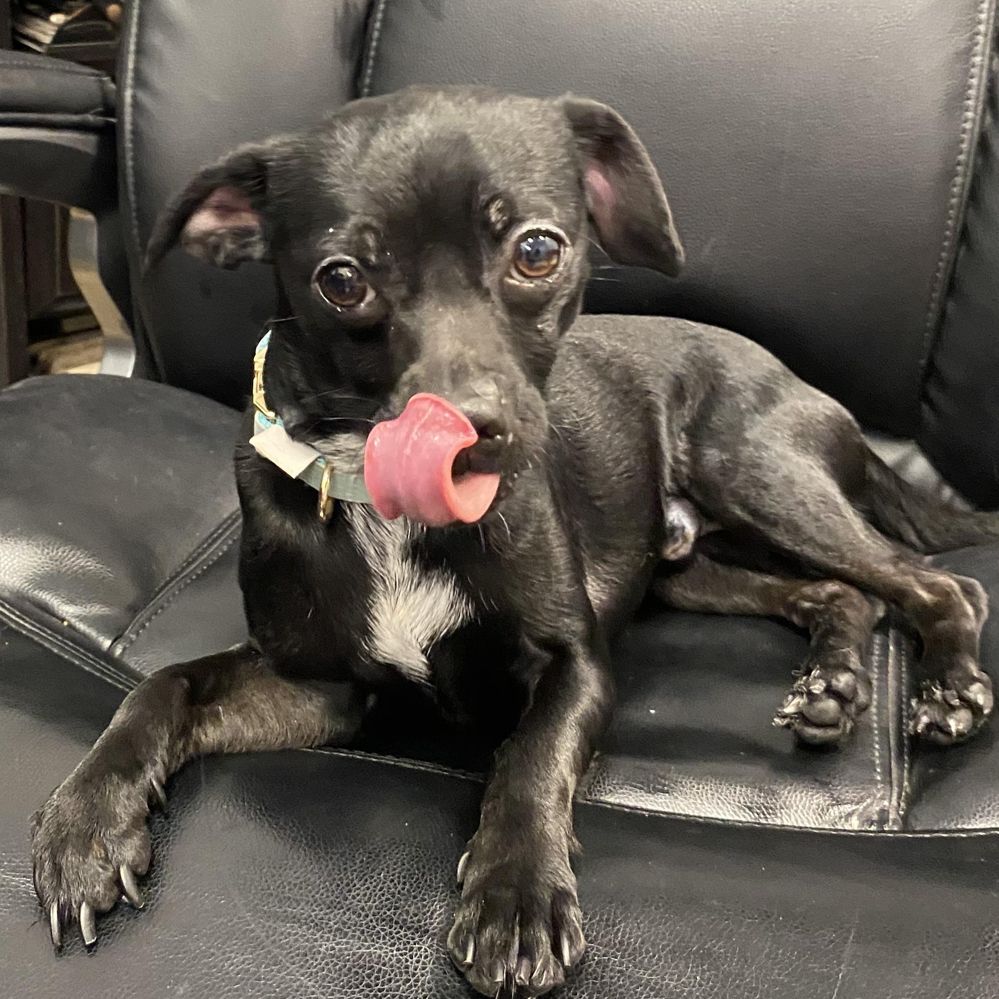Dutton, a Adoptable mixed breed in Latrobe, PA image 6/6