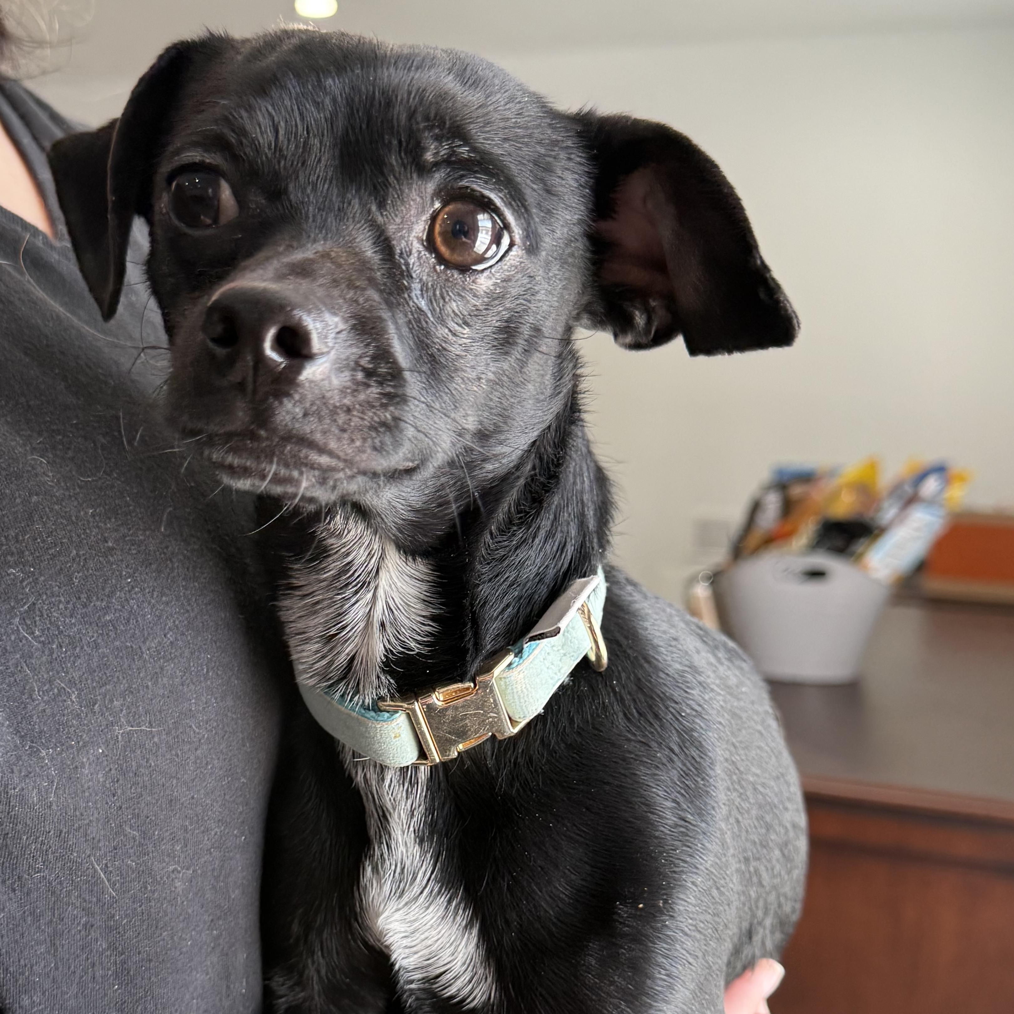 Dutton, a Adoptable mixed breed in Latrobe, PA image 2/6
