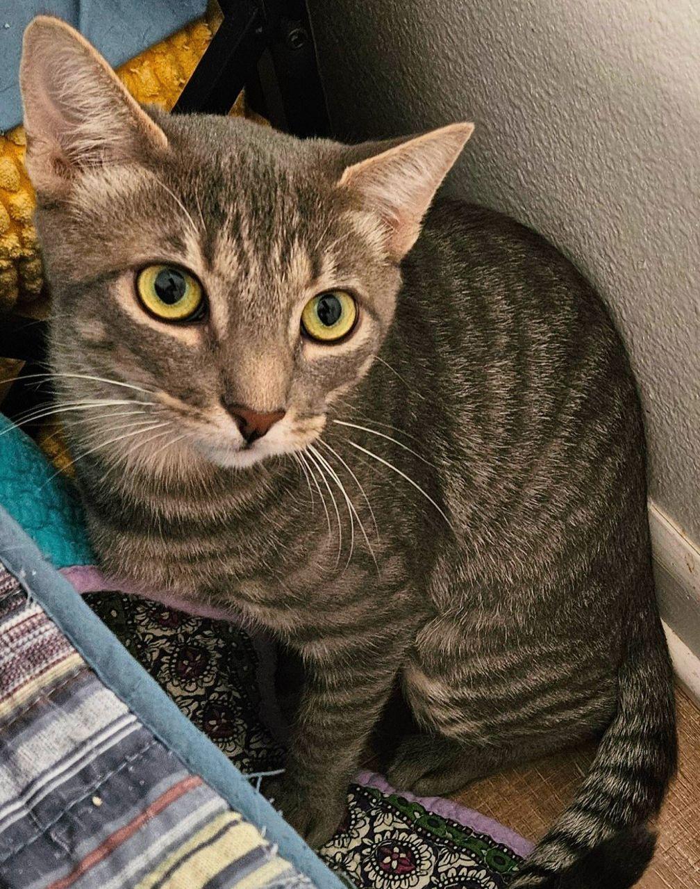 Cat for adoption Cyclone Mom, a Tabby in San Juan Capistrano, CA