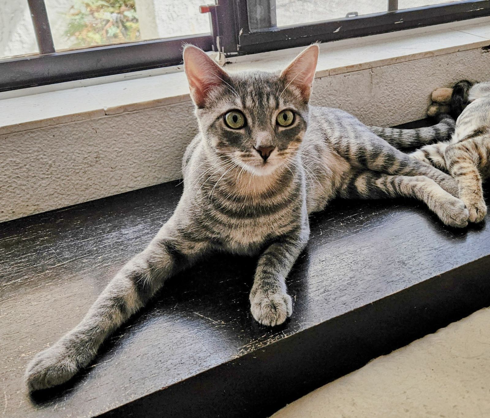 Cat for adoption Cyclone Mom, a Tabby in San Juan Capistrano, CA