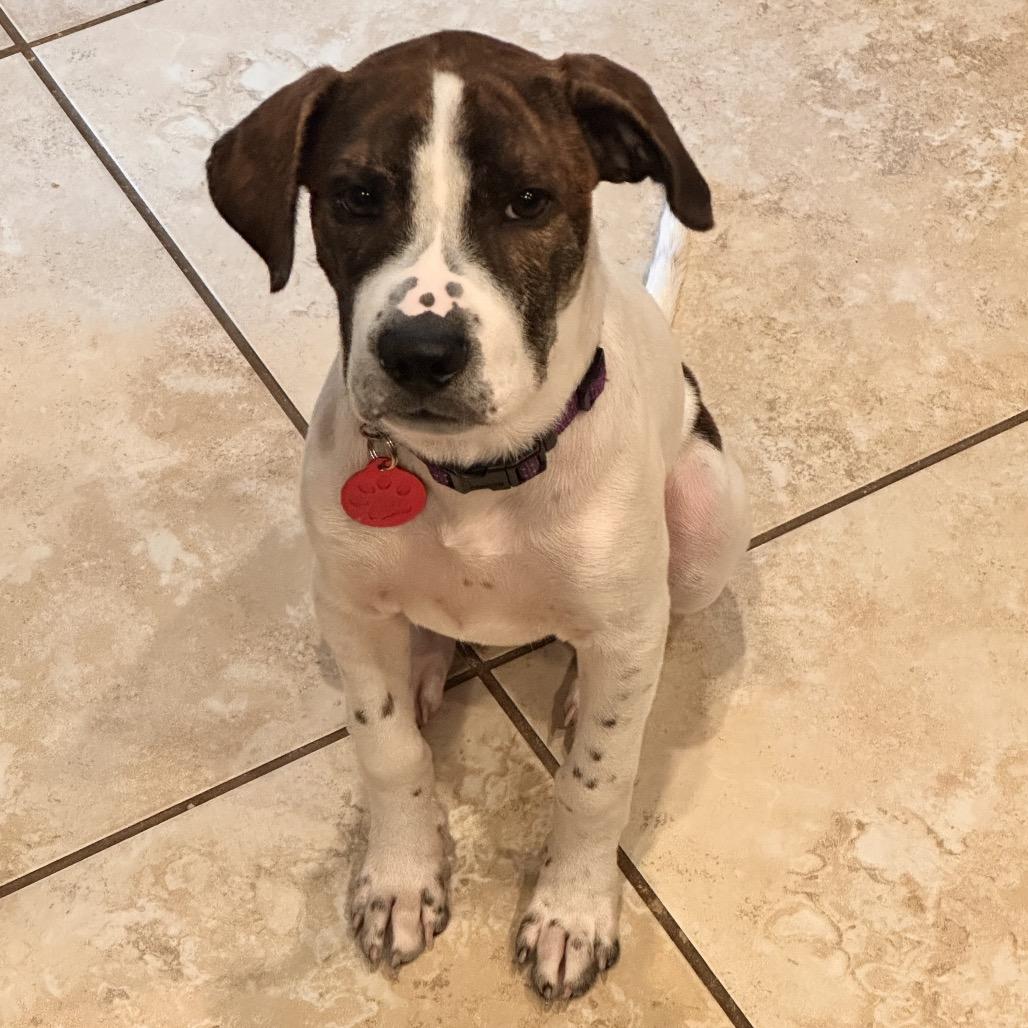 Ruthie, Adoptable, Puppy Female Jack Russell Terrier & Mixed Breed.