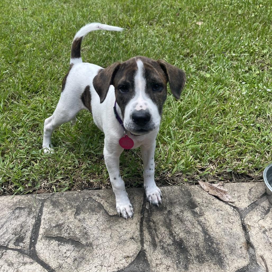 Enlarge Ruthie, a Adoptable mixed breed in Houston, TX image 2/4