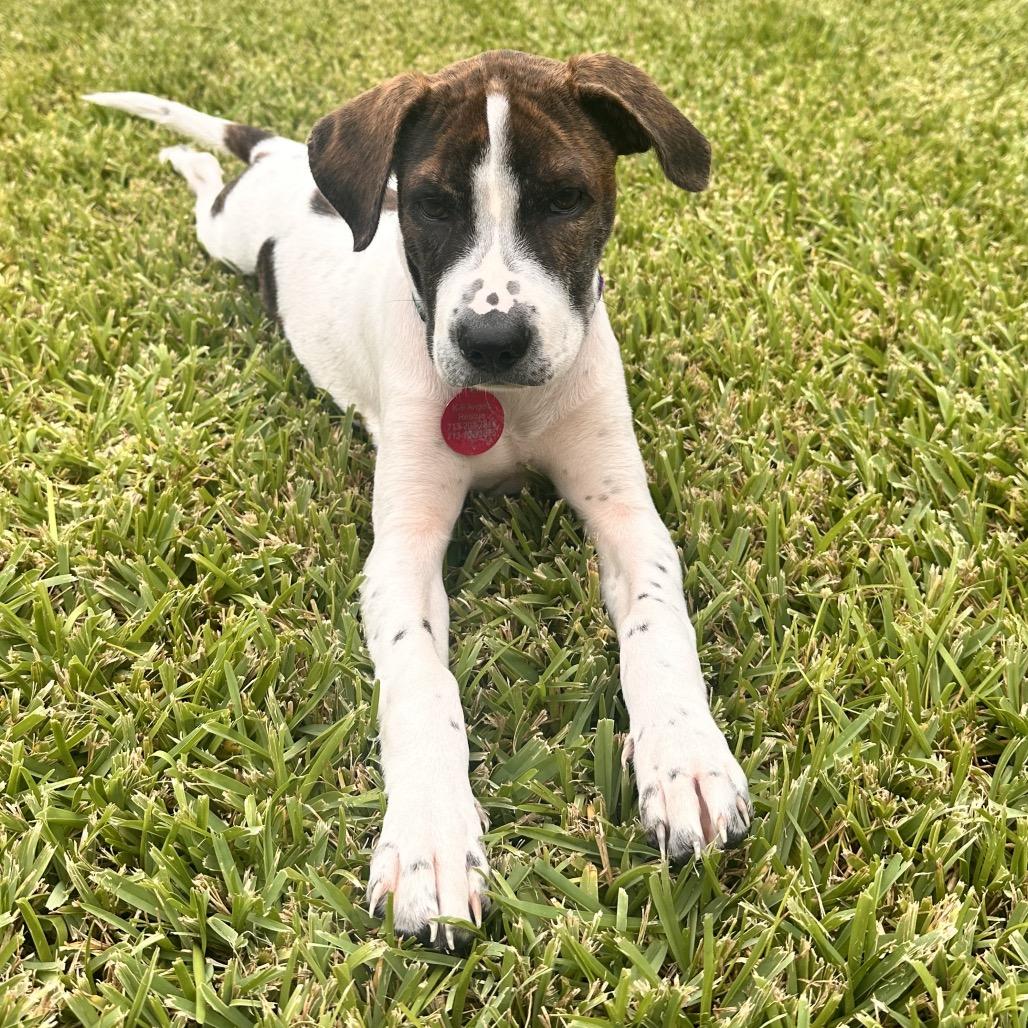 Enlarge Ruthie, a Adoptable mixed breed in Houston, TX image 3/4