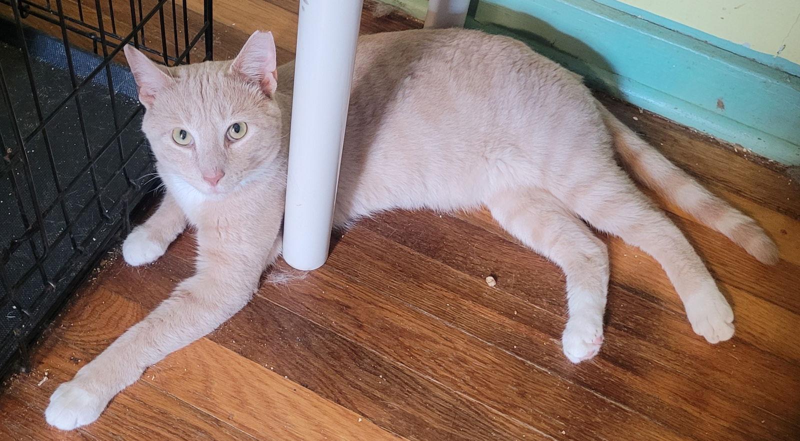 Enlarge Turkey, a Adoptable Domestic Short Hair in Broomall, PA image 1/3