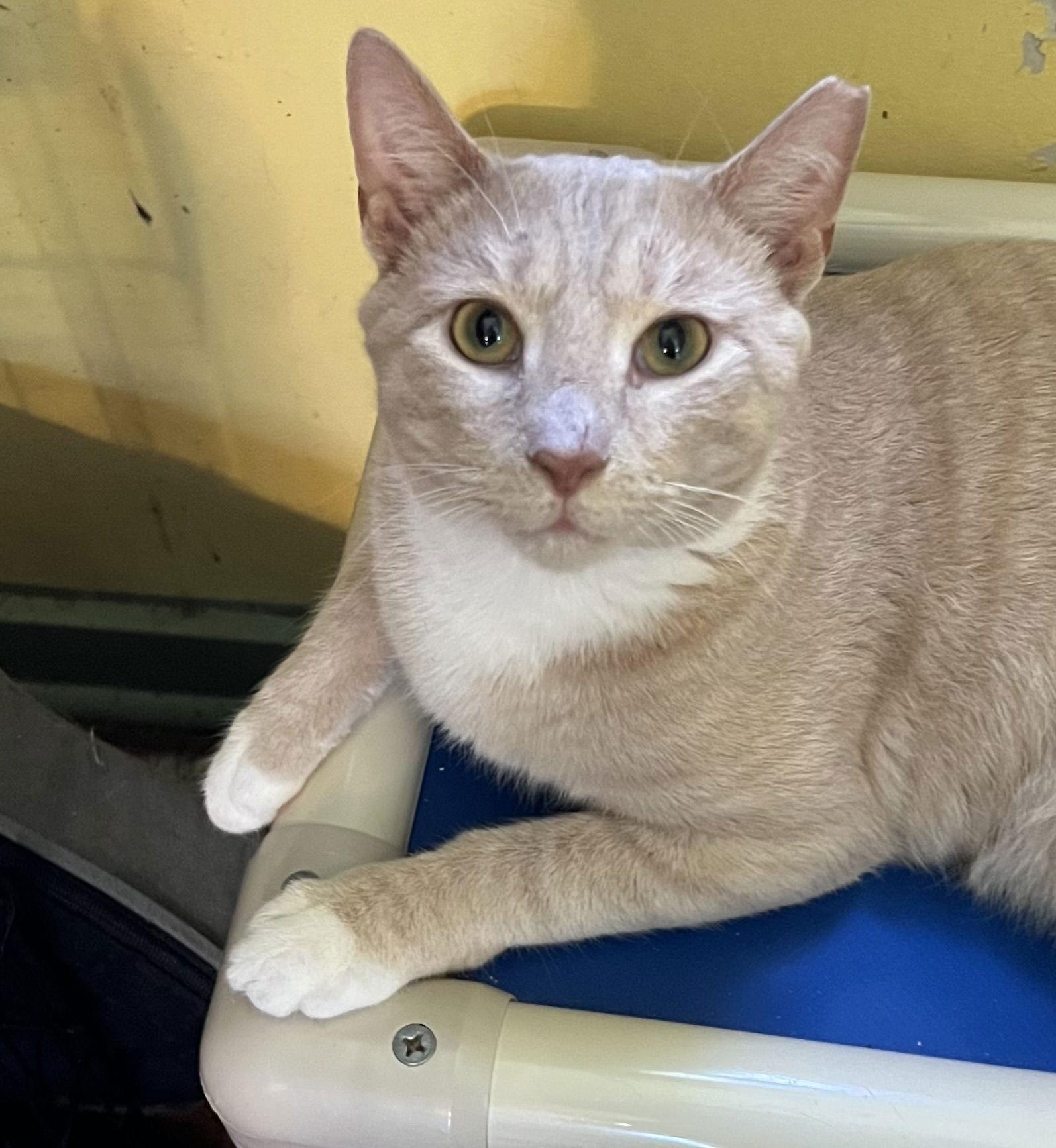 Enlarge Turkey, a Adoptable Domestic Short Hair in Broomall, PA image 2/3