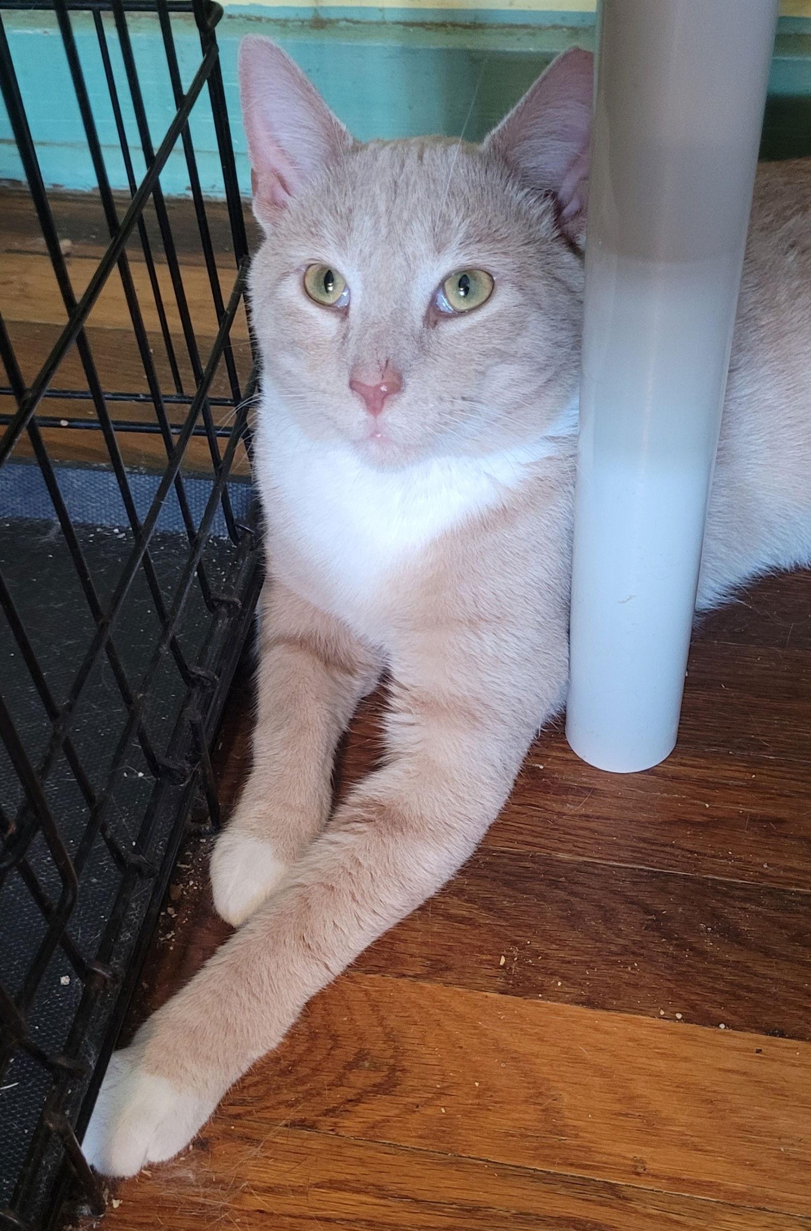 Enlarge Turkey, a Adoptable Domestic Short Hair in Broomall, PA image 3/3