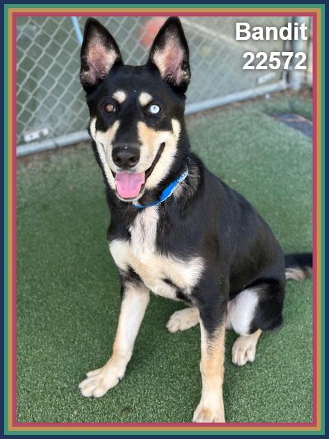 Enlarge BANDIT, a Adoptable mixed breed in Marietta, GA image 4/6
