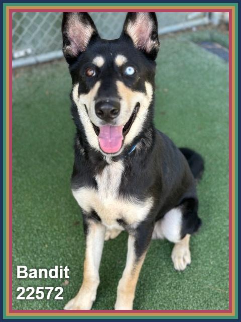 Enlarge BANDIT, a Adoptable mixed breed in Marietta, GA image 6/6