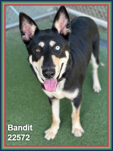 BANDIT, Adoptable, Adult Male Siberian Husky & German Shepherd Dog.