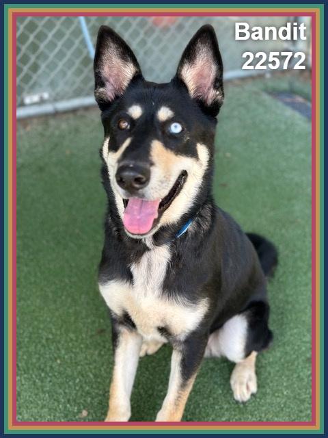 Enlarge BANDIT, a Adoptable mixed breed in Marietta, GA image 3/6