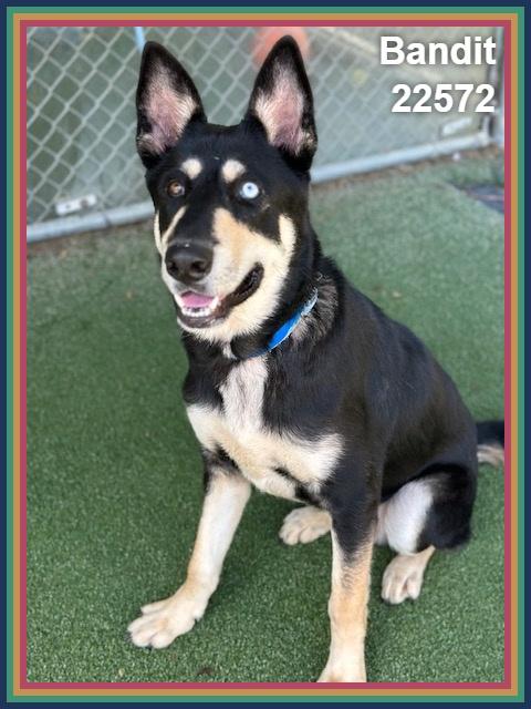 Enlarge BANDIT, a Adoptable mixed breed in Marietta, GA image 2/6
