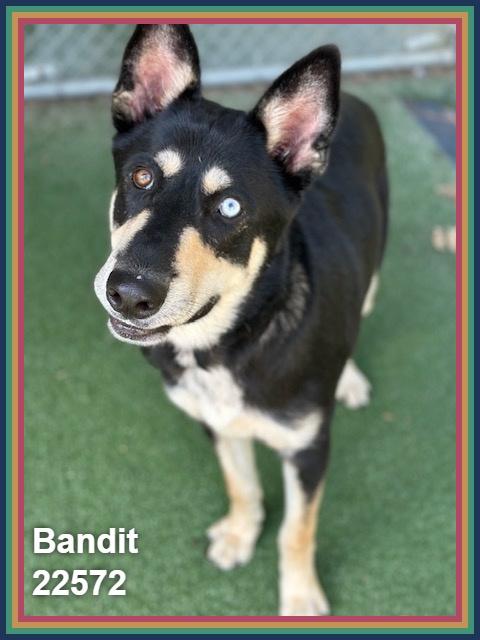 Enlarge BANDIT, a Adoptable mixed breed in Marietta, GA image 5/6